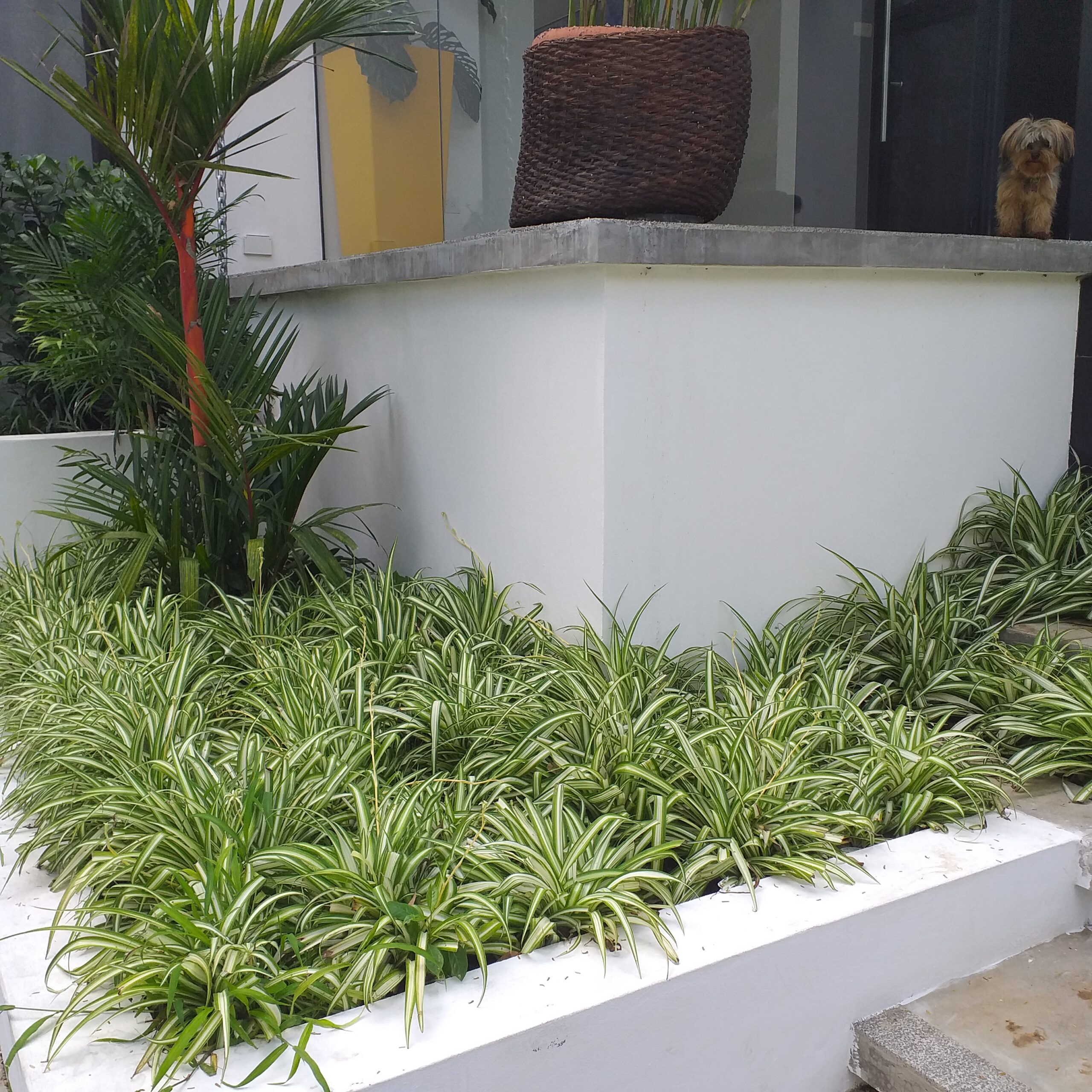 Jardineras en fachada con Chlorophytum comosum managua