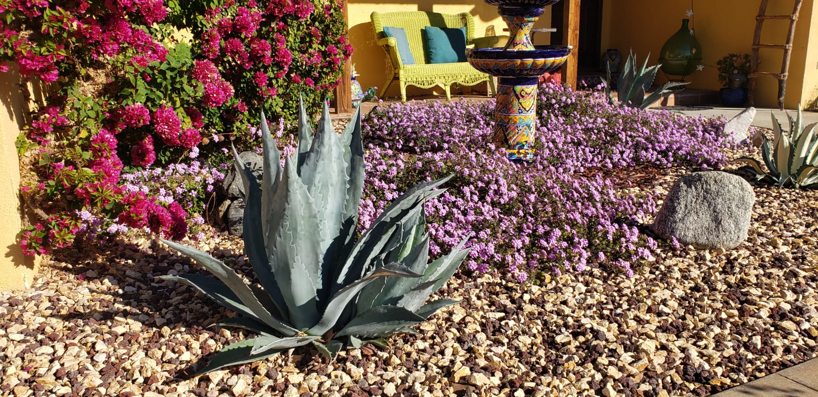Acercamiento de lantana, bouganvillea y agaves en jardin diseñado en California