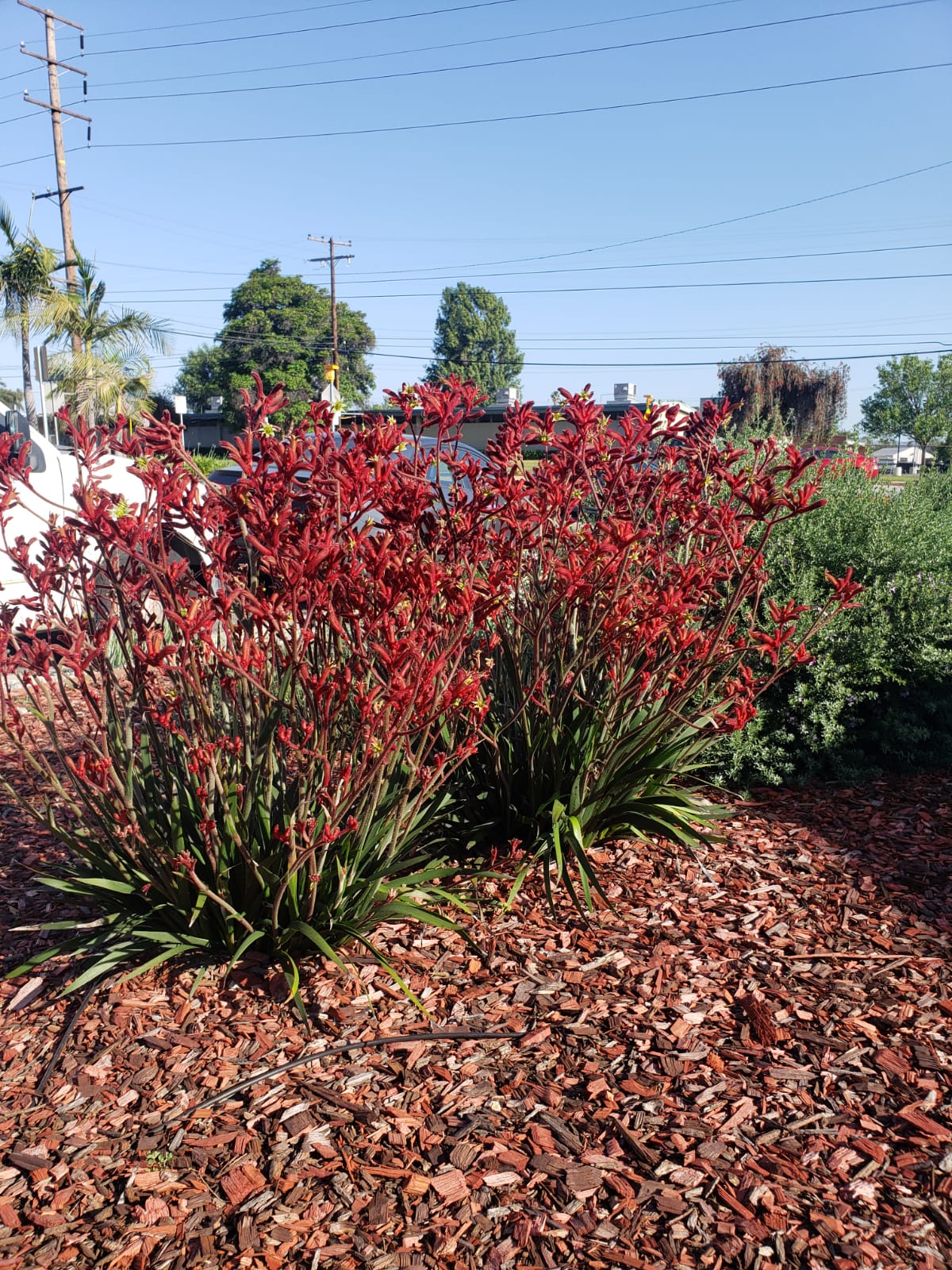 anigozanthos flavidus en rojo , jardin en california