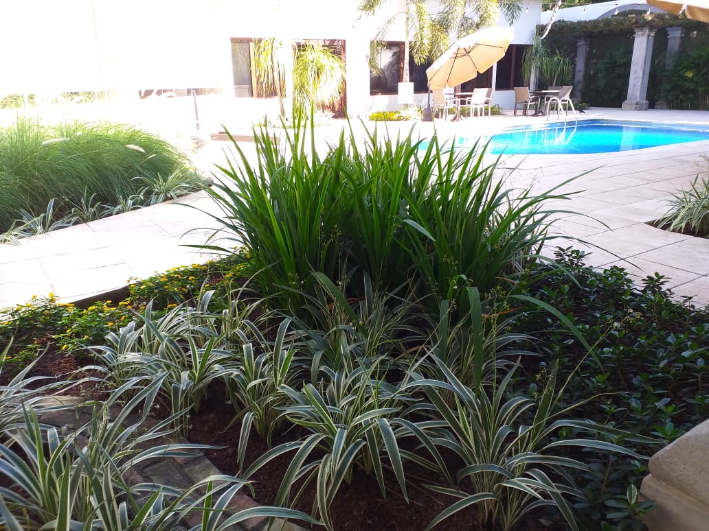 Plantas en jardin de piscina Hotel Los portales