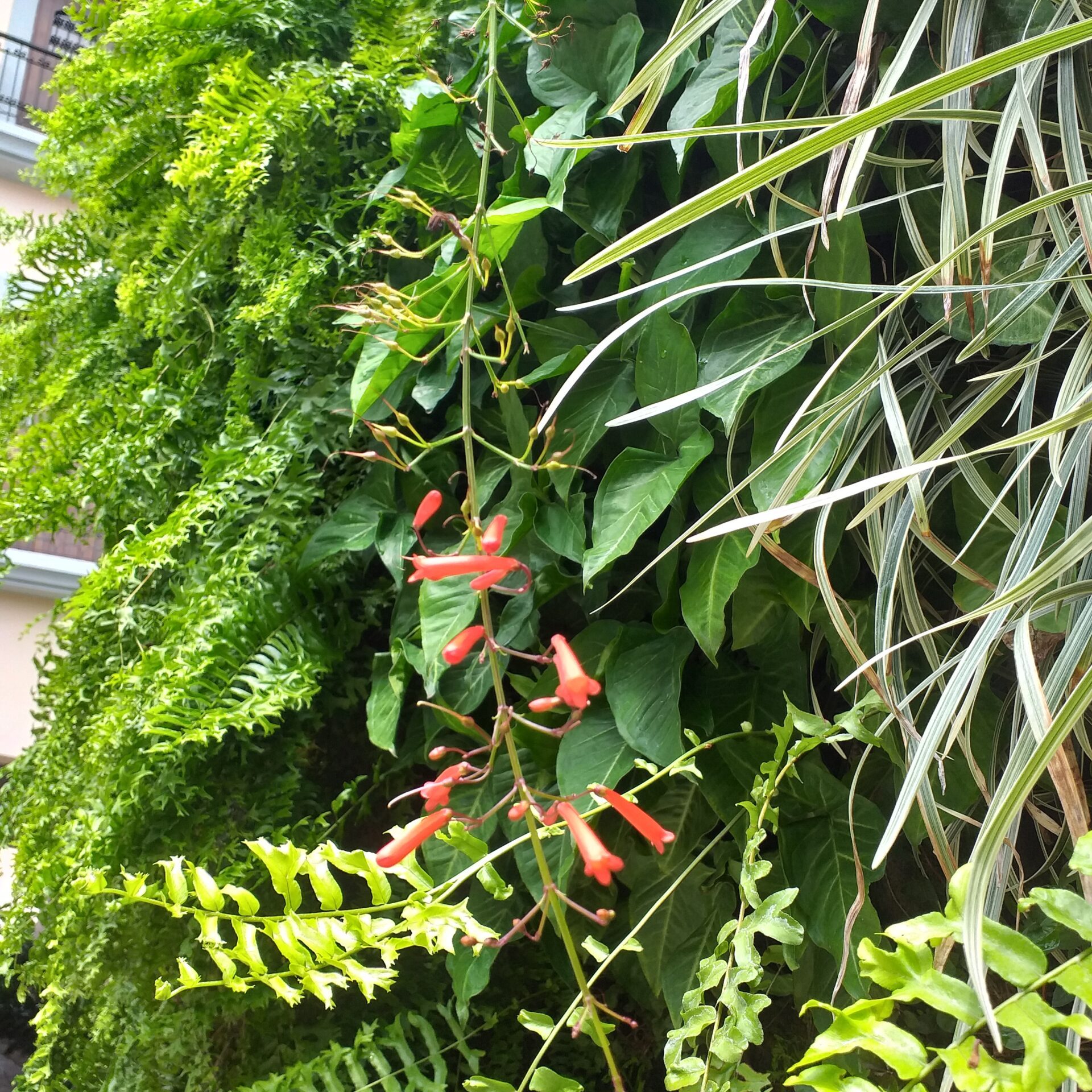 Plantas de un jardín vertical