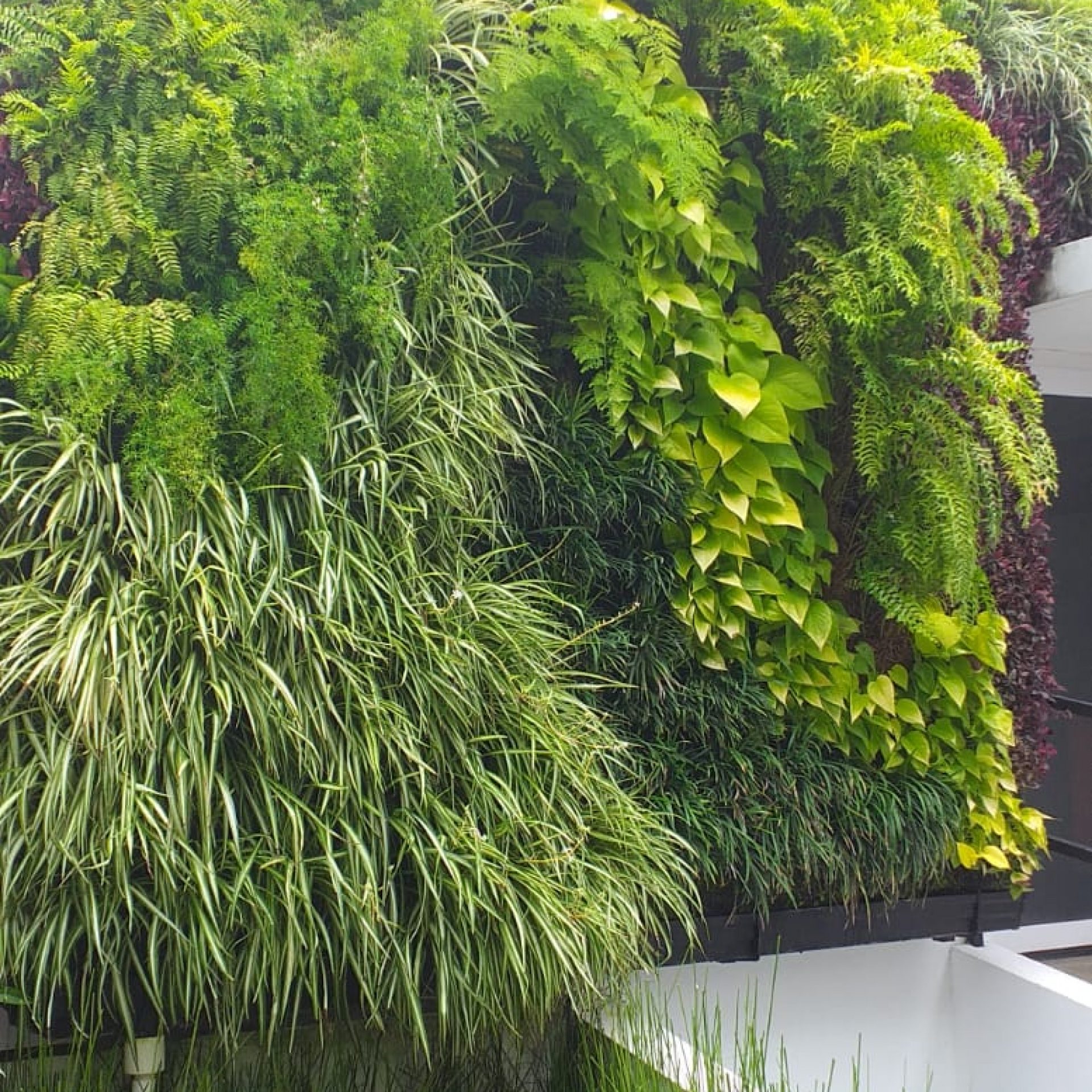 Jardín vertical en Managua
